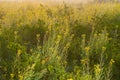 Winter morning - mustard plants field - rural India. Royalty Free Stock Photo