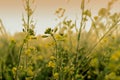 Winter morning - mustard plants field - rural India. Royalty Free Stock Photo