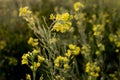 Winter morning - mustard plants field - rural India. Royalty Free Stock Photo