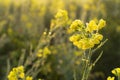 Winter morning - mustard plants field - rural India. Royalty Free Stock Photo