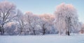 Winter morning panorama. Trees with hoarfrost in Christmas morning.
