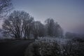 winter morning - road and fog