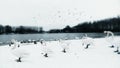 Winter morning in Serbia with Swans on the lake Royalty Free Stock Photo