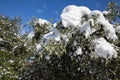Winter morning snow covered olive tree branches in the park of the city of Athens, Greece, 17th of February 2021. Royalty Free Stock Photo