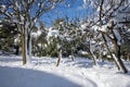 Winter morning snow covered trees in the park of the city of Athens, Greece, 17th of February 2021. Royalty Free Stock Photo