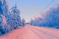 Winter morning in snowy forest tree scenery. Frosty day, calm