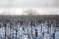 A sunflower field on a winter morning Royalty Free Stock Photo