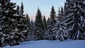 winter morning in a snowy wild forest in Carpathian moutains in Ukraine