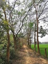 Winter morning sunrise in green nature with soil road Royalty Free Stock Photo