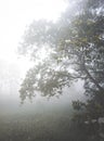 winter morning tree view riverside foggy background, brahmanbaria, bangladesh