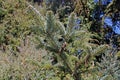 Winter morning and the young pine tree branch at the countryside surrounding Zagreb, Croatia Royalty Free Stock Photo