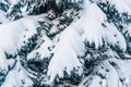 Branches of blue spruce Picea pungens covered with a thick layer of snow in winter Royalty Free Stock Photo