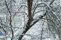 Winter in Moscow. Snow covered trees in the city. The view from