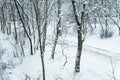 Winter in Moscow. Snow covered trees in the city. The view from