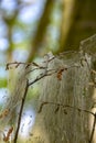 Winter moth caterpillar Operophtera brumata are a looper caterpillar and spin silk threads across forest, destroying the leaves Royalty Free Stock Photo