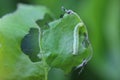 Winter moth (Operophtera brumata) caterpillar on damaged pear leaf