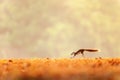 Winter motion, a Variable squirrel running in the golden fields, bright sunrise, evergreen forest blur backgrounds. Khao Yai,