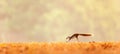 Winter motion, a Variable squirrel running in the golden fields, bright sunrise, evergreen forest blur backgrounds. Khao Yai,