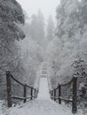 Pine trees are covered in silverÃ¯Â¼Åsnowy road 