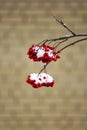 Winter mountain ash. red berries on a brick wall background.