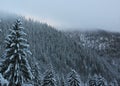 Winter mountain forest landscape Royalty Free Stock Photo