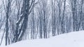 Winter mountain forest,  snow covered bare trees Royalty Free Stock Photo