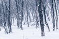 Winter mountain forest,  snow covered bare trees Royalty Free Stock Photo