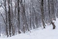 Winter mountain forest,  snow covered bare trees Royalty Free Stock Photo