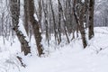 Winter mountain forest,  snow covered bare trees Royalty Free Stock Photo