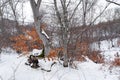 Winter mountain forest,  snow covered bare trees Royalty Free Stock Photo