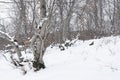 Winter mountain forest,  snow covered bare trees Royalty Free Stock Photo