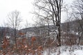 Winter mountain forest,  snow covered bare trees Royalty Free Stock Photo