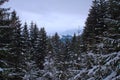 Winter it the mountain forest