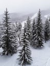 Winter mountain in french alps landscape with Forest trees covered with white fresh snow Royalty Free Stock Photo