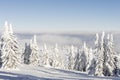 Winter mountain landscape. Fir trees under the snow on the ski slope and clouds Royalty Free Stock Photo