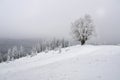 Winter mountain landscape with lonely beech tree. Royalty Free Stock Photo