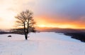 Winter mountain landscape with tree at sunset Royalty Free Stock Photo