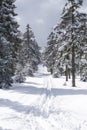 Winter mountain landscape. Trees in forest covered with hoarfrost and snow. Jizera Mountains. Royalty Free Stock Photo