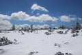 Winter mountain landscape. Trees and shrubs covered with snow and ice Royalty Free Stock Photo