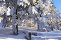 Winter in the mountain navacerrada madrid, spain,