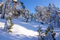 Winter in the mountain navacerrada madrid,spain,