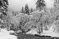 Forest and river under the snow in Chartreuse Black and white Royalty Free Stock Photo