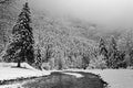 Forest under the winter clouds in Chartreuse Black and white Royalty Free Stock Photo