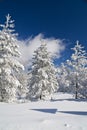 Winter Mountain Scene