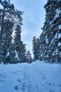 Snowy footpath in forest in mountains in cold winter day Royalty Free Stock Photo