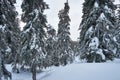 Snowy forest in mountains after heavy snowfall