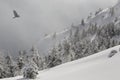 Winter mountain scenery. Pine trees covered with snow on a mountain slope in a light fog, and a flying bird. Royalty Free Stock Photo