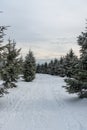 Winter mountain scenery with snow covered hiking trail and smaller trees bellow Lysa hora hill in Moravskoslezske Beskydy Royalty Free Stock Photo