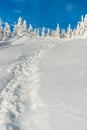 Winter mountain scenery with snow covered hiking trail, smaller trees with blue sky above bellow Lysa hora hill summit Royalty Free Stock Photo