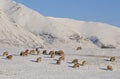 Mountain sheep, Snow, Cumbria Royalty Free Stock Photo